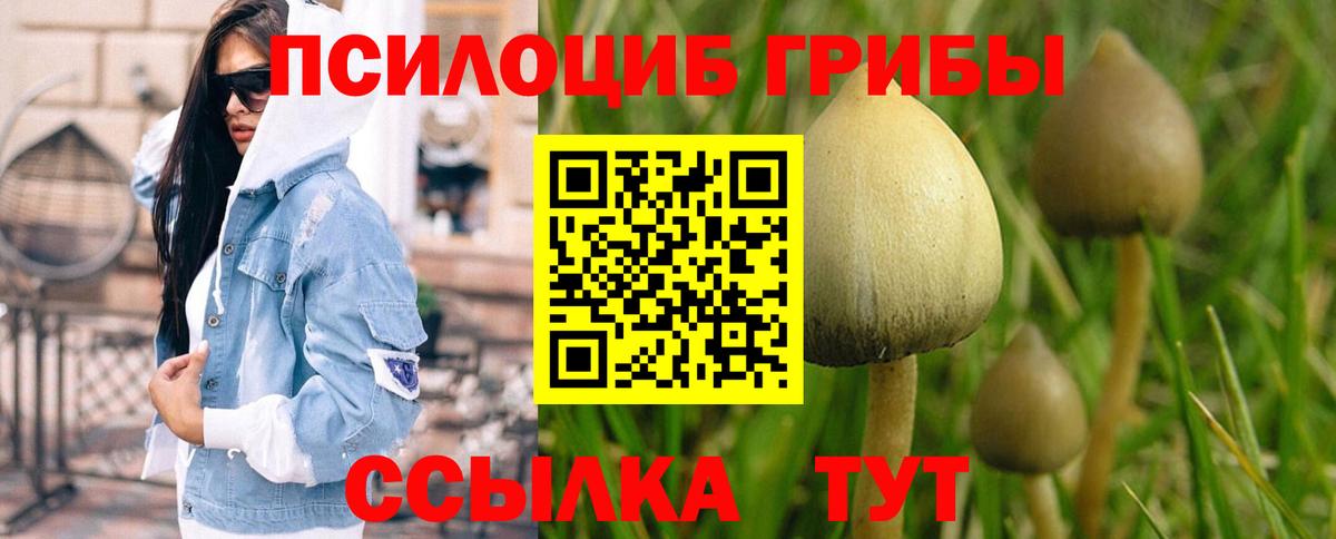 Галлюциногенные грибы Psilocybine cubensis Осинники